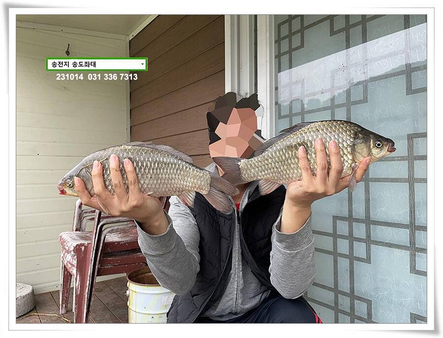 4짜 혹은 마릿수 (유료터정보 - 유료터점주조황)