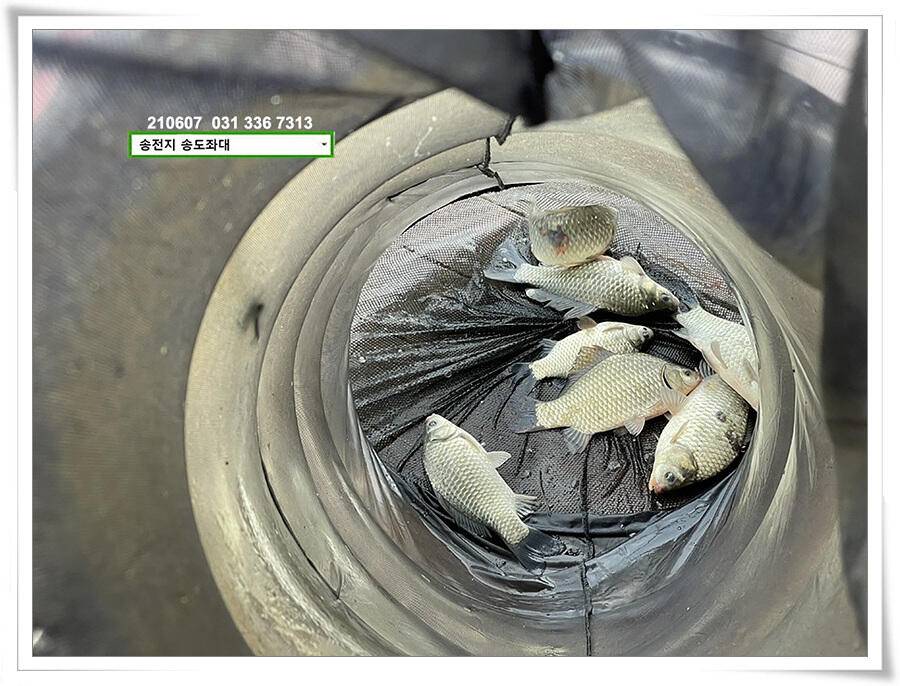 송전지 송전낚시터 송도좌대 조황 (유료터정보 - 유료터점주조황)