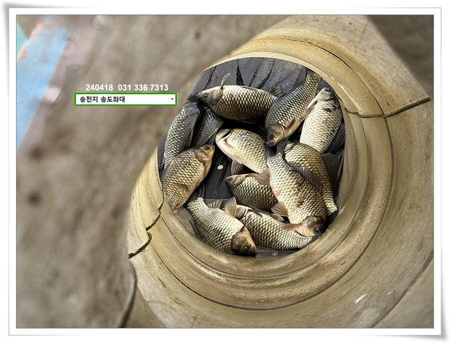 꽃가루에 4짜 (유료터정보 - 유료터점주조황)