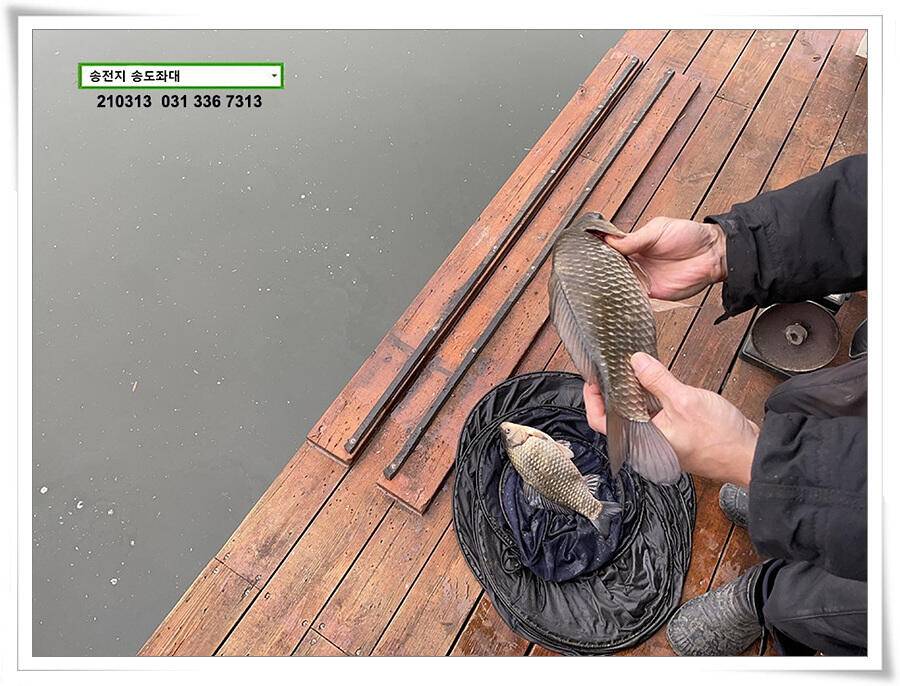 봄 붕어 제오시는 송전지 송도좌대 조황 (유료터정보 - 유료터점주조황)