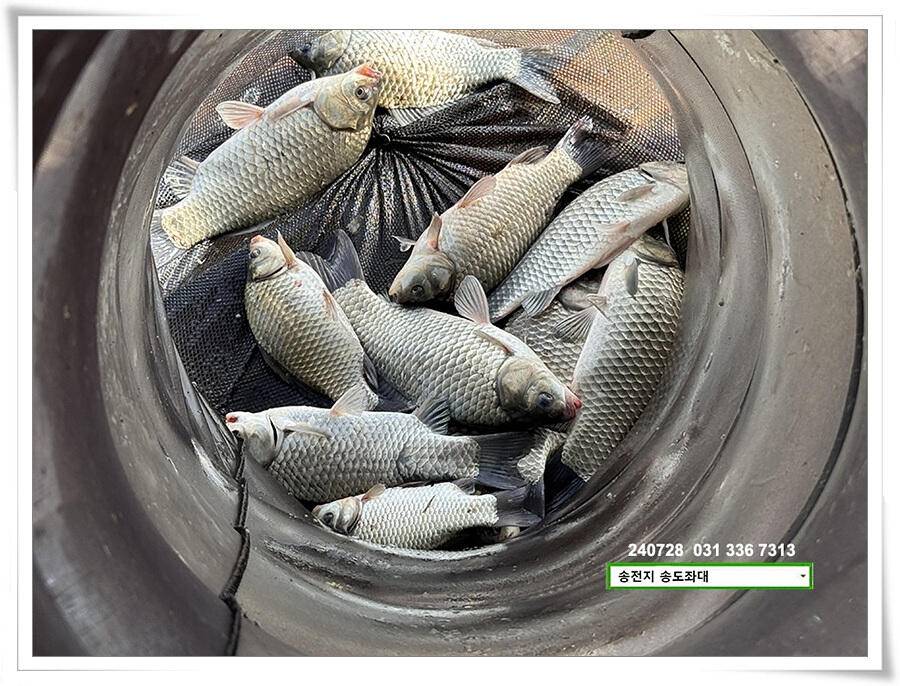 장마 후 (유료터정보 - 유료터점주조황)