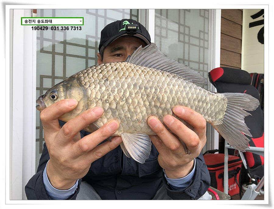 송도좌대 조황 (유료터정보 - 유료터점주조황)