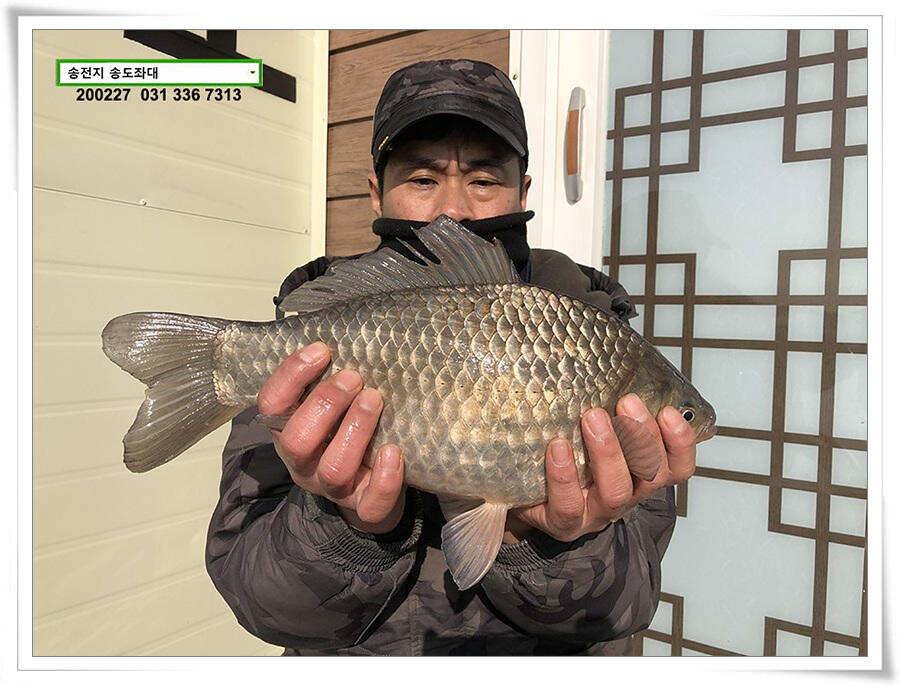 덩어리 등판 송전지 송도좌대 조황 (유료터정보 - 유료터점주조황)