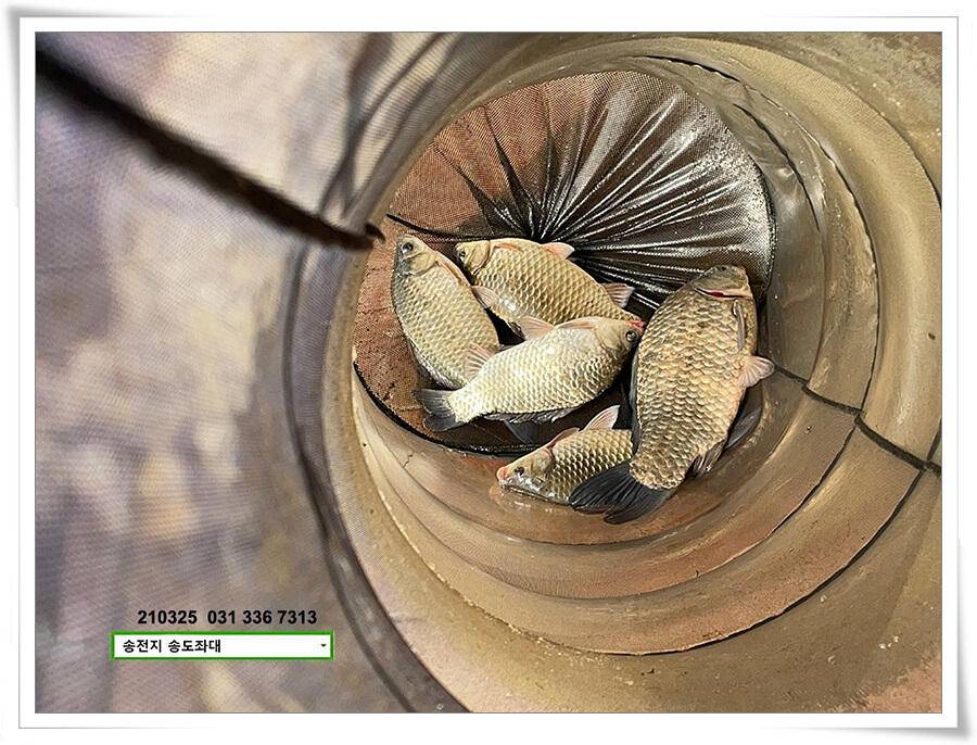 4짜붕어 용인송전지 송도좌대 조황 (유료터정보 - 유료터점주조황)