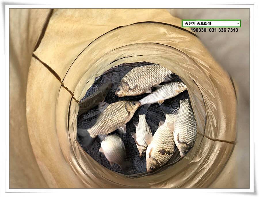 부진함에 4짜 낚아내기 (유료터정보 - 유료터점주조황)