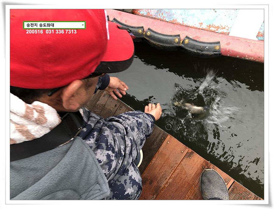 송전지 송도집 좌대 조황 (유료터정보 - 유료터점주조황)