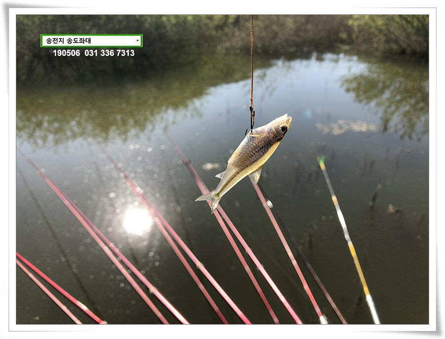 송전지 송도좌대 조황 (유료터정보 - 유료터점주조황)