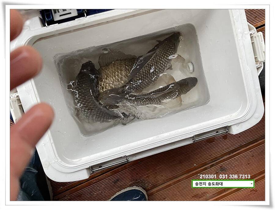 봄 볕 받아내는 송전지 송도좌대 조황 (유료터정보 - 유료터점주조황)