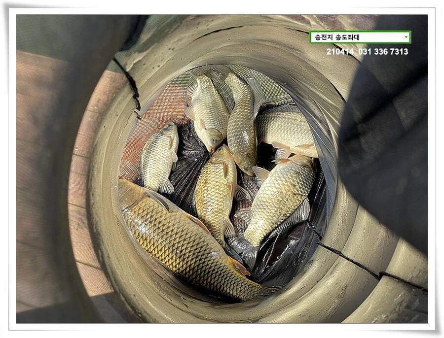 덩어리 놀음송전지 송도집 좌대 조황 (유료터정보 - 유료터점주조황)