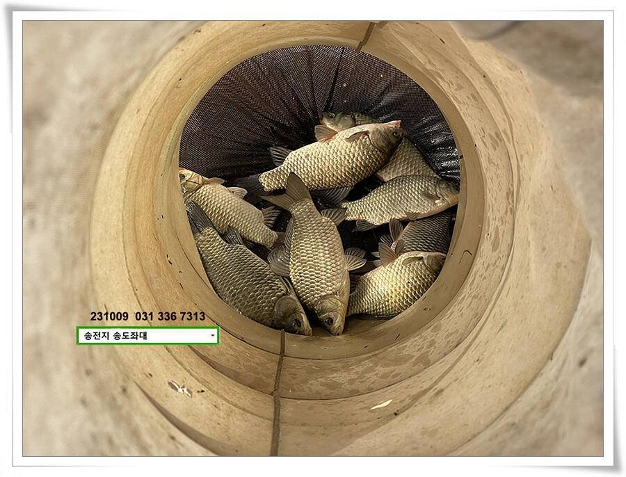 스멀스멀 가을붕어 (유료터정보 - 유료터점주조황)