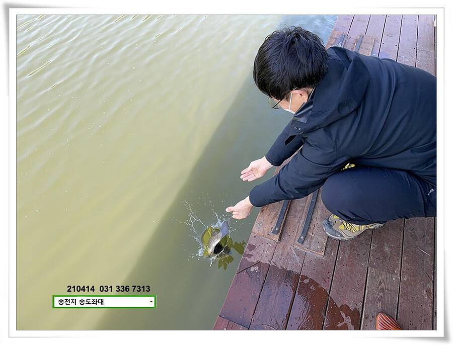 덩어리 놀음송전지 송도집 좌대 조황 (유료터정보 - 유료터점주조황)