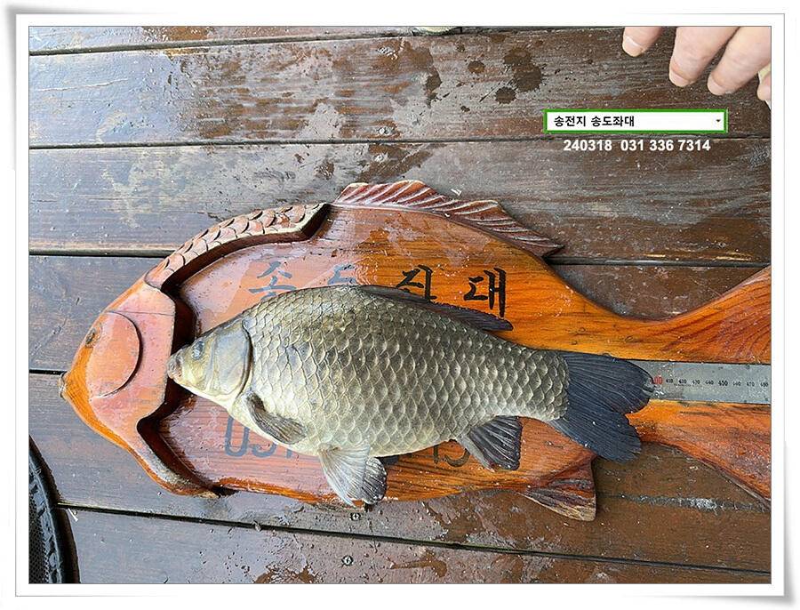 이윽고 4짜 (유료터정보 - 유료터점주조황)