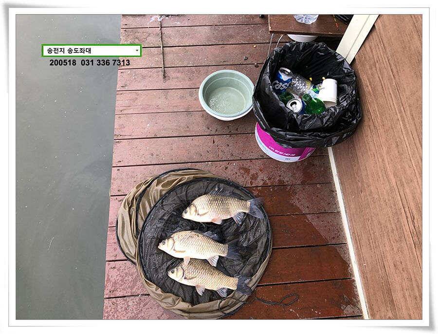 잇는 허리급송전지 송도좌대 조황 (유료터정보 - 유료터점주조황)