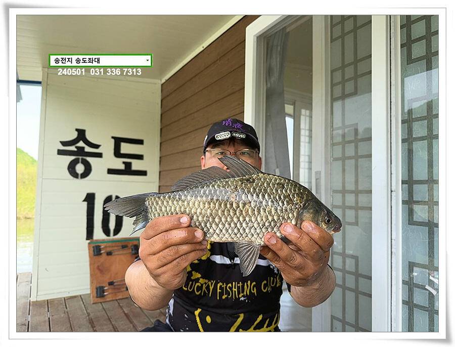계절의 여왕 5월 첫 덩어리 (유료터정보 - 유료터점주조황)