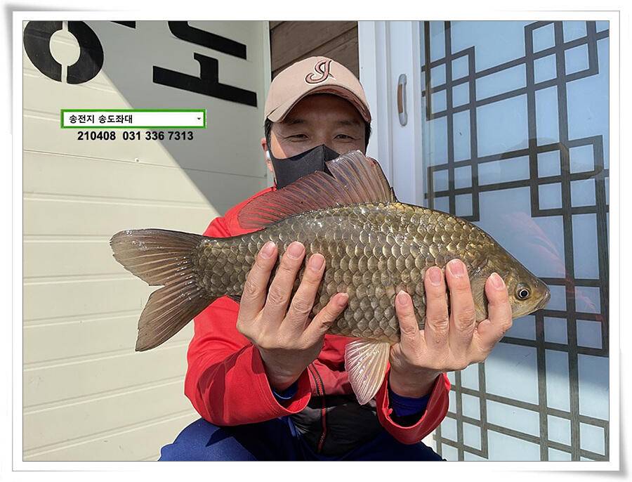 4짜 두 마리 몰고 감송전지 송도좌대 조황 (유료터정보 - 유료터점주조황)