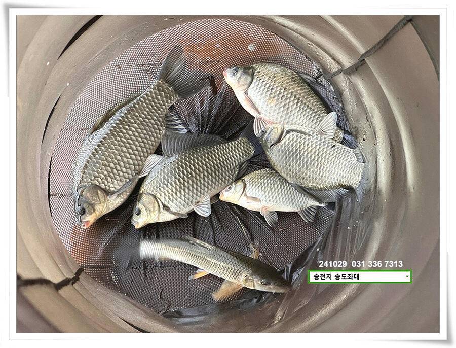 당신이 잠든 사이 (유료터정보 - 유료터점주조황)