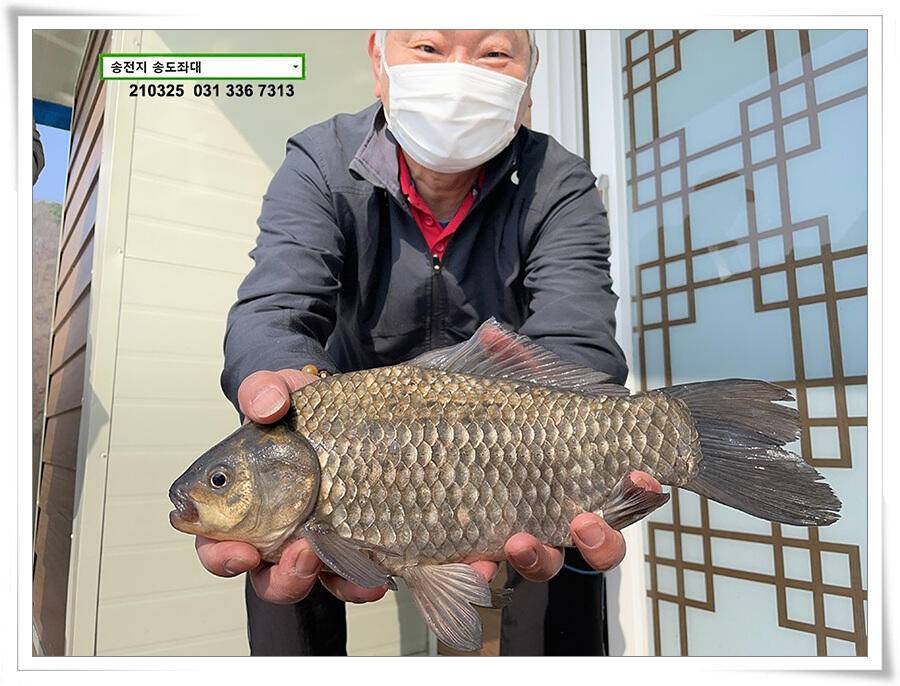 4짜붕어 용인송전지 송도좌대 조황 (유료터정보 - 유료터점주조황)