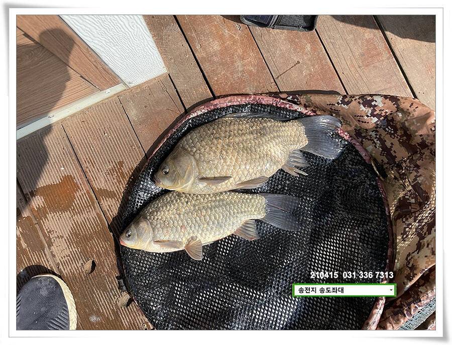 4짜와 허리급송전지 송도집 좌대 조황 (유료터정보 - 유료터점주조황)