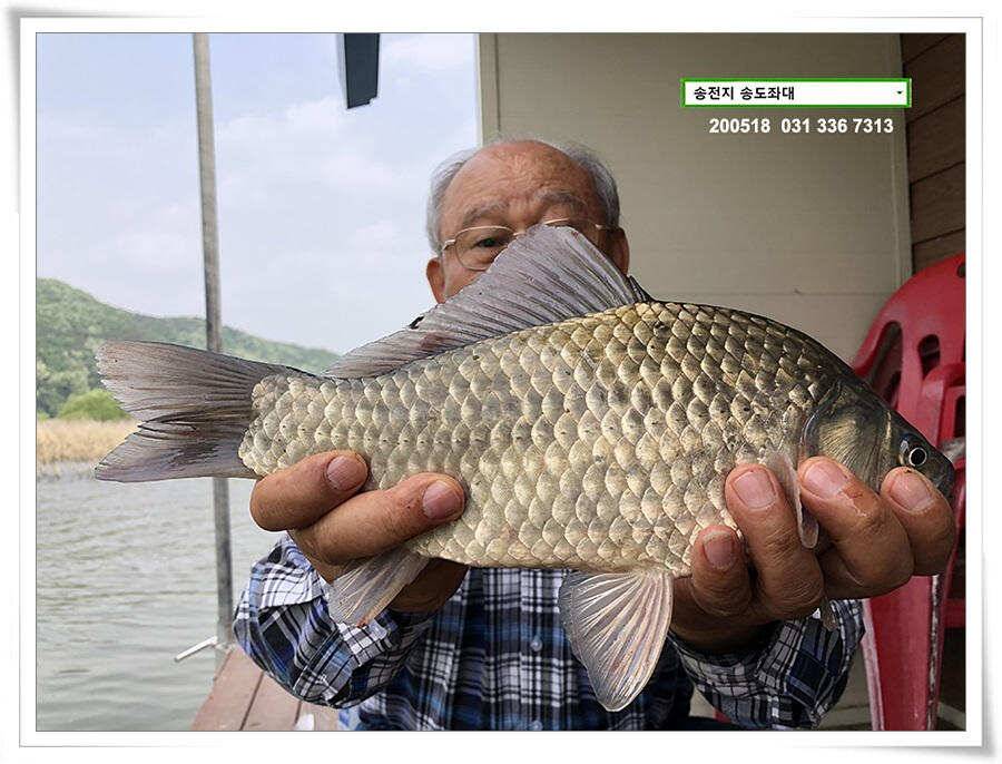 잇는 허리급송전지 송도좌대 조황 (유료터정보 - 유료터점주조황)