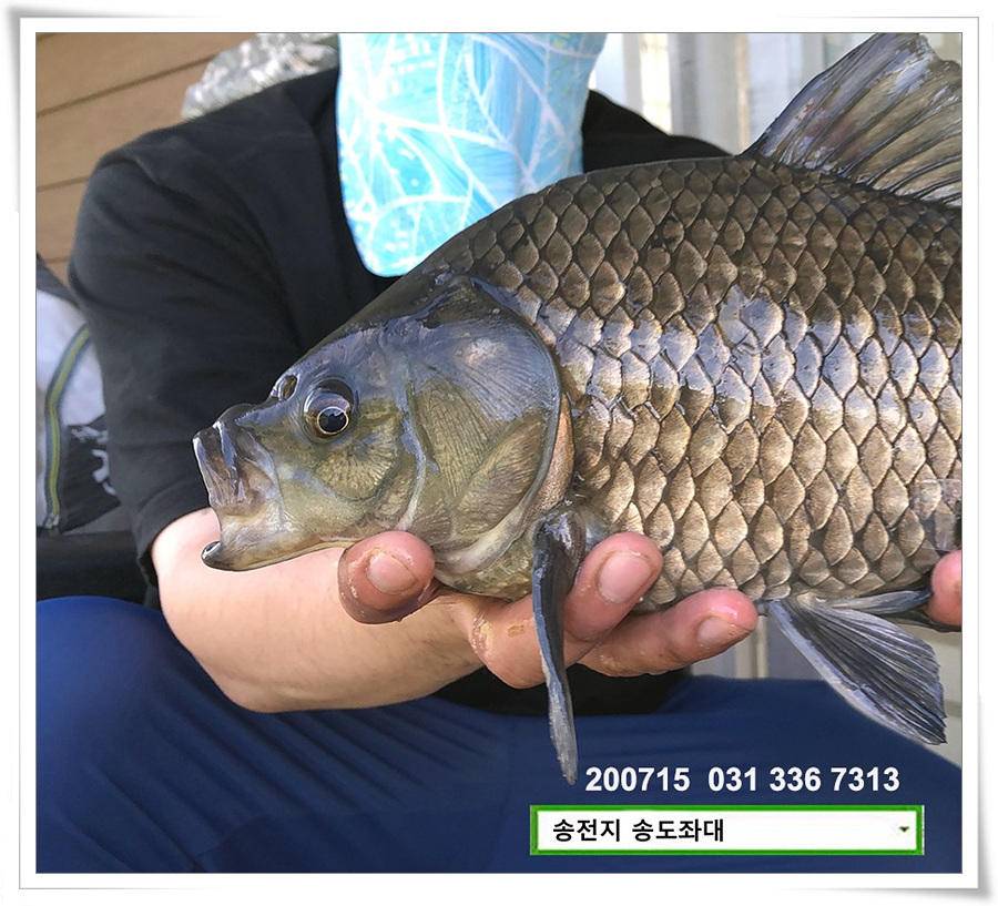 탈압박 (유료터정보 - 유료터점주조황)