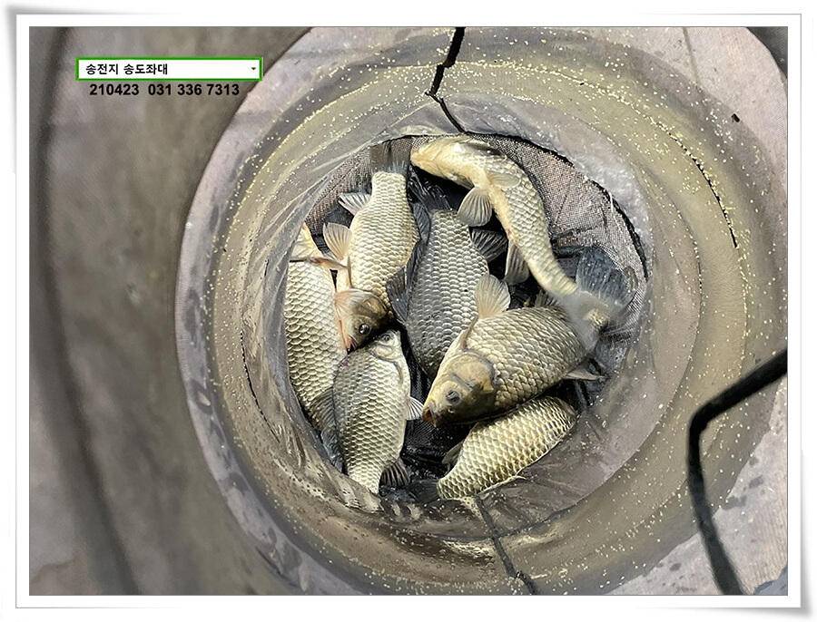 4짜의 산란 ing송전지 송도좌대 조황 (유료터정보 - 유료터점주조황)