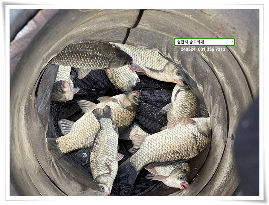 주말 휴일 조황 (유료터정보 - 유료터점주조황)