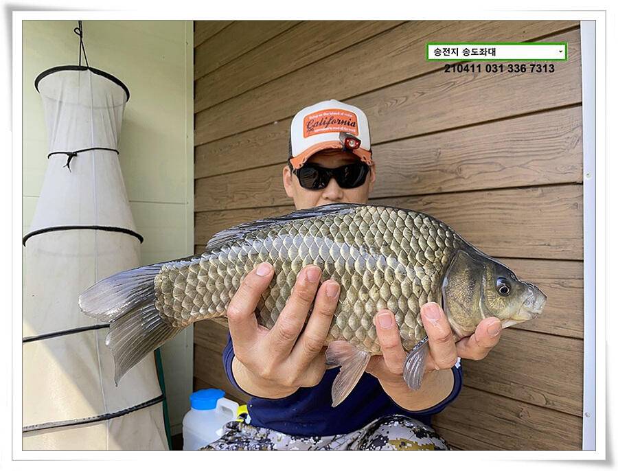 4040클럽 송전지 송도집 좌대 조황 (유료터정보 - 유료터점주조황)