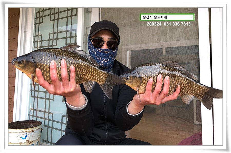 덩어리 등판하는 송전지 송도좌대 조황 (유료터정보 - 유료터점주조황)