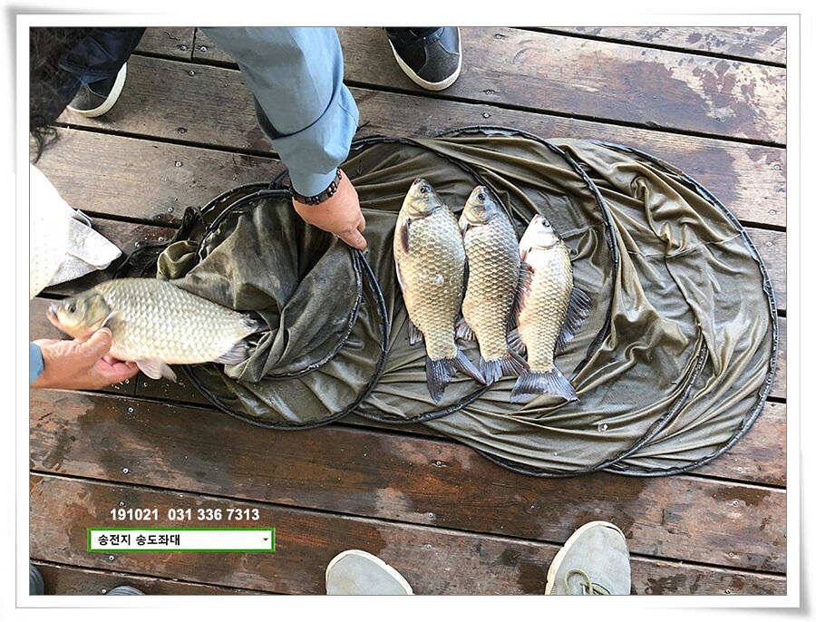 송전지 송전낚시터 송도좌대 조황 (유료터정보 - 유료터점주조황)
