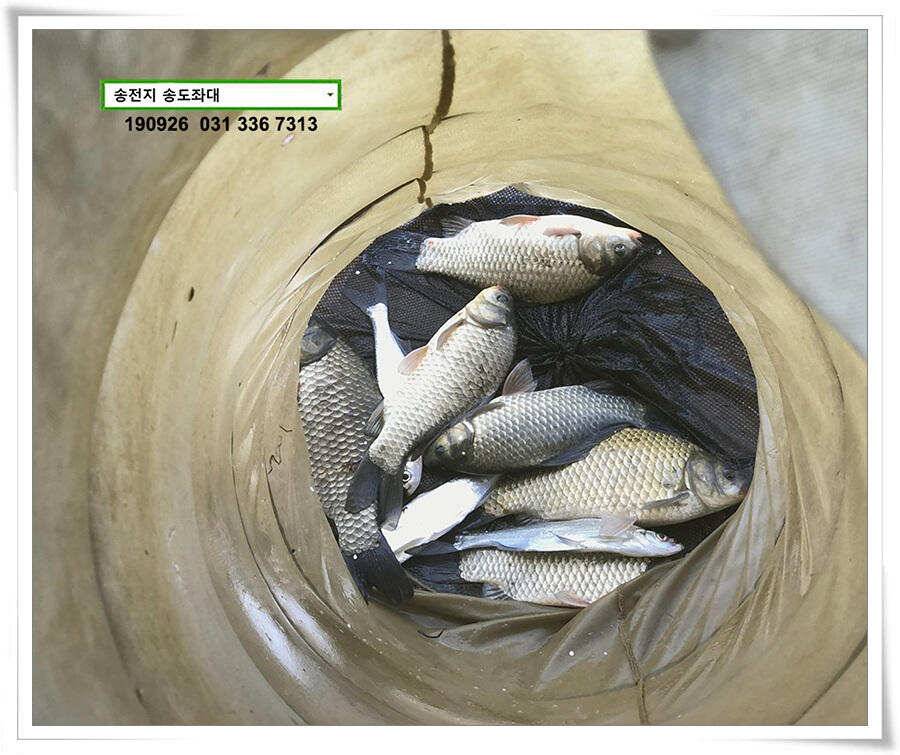 가을 수확 (유료터정보 - 유료터점주조황)