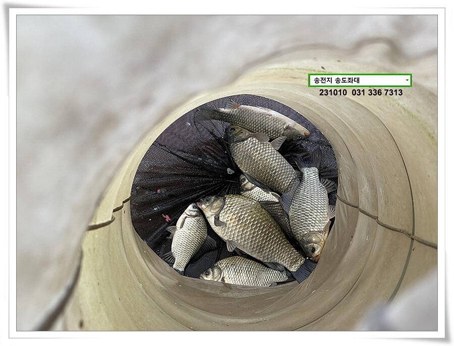 스멀스멀 가을붕어 (유료터정보 - 유료터점주조황)