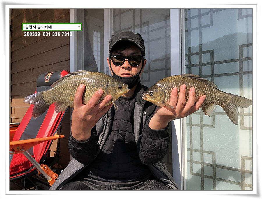 덩어리 혹은 마릿수 송전지 송도집 좌대 조황 (유료터정보 - 유료터점주조황)