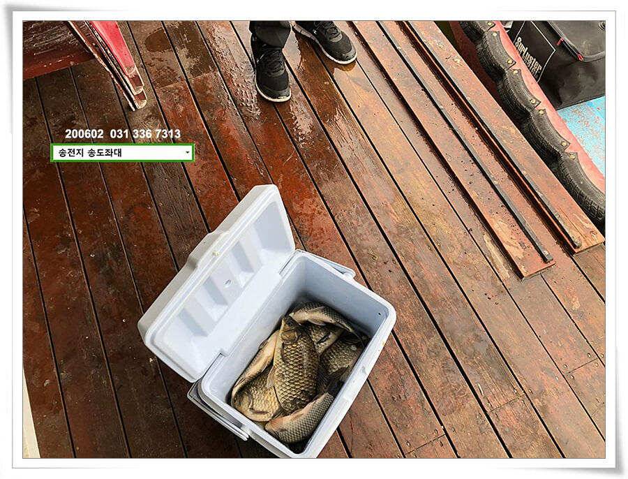 송전지 송도집 좌대 조황 송전낚시터 (유료터정보 - 유료터점주조황)