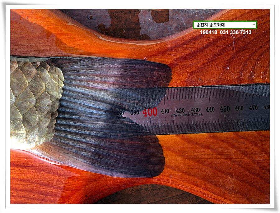 꽃피는 봄이 오면 (유료터정보 - 유료터점주조황)