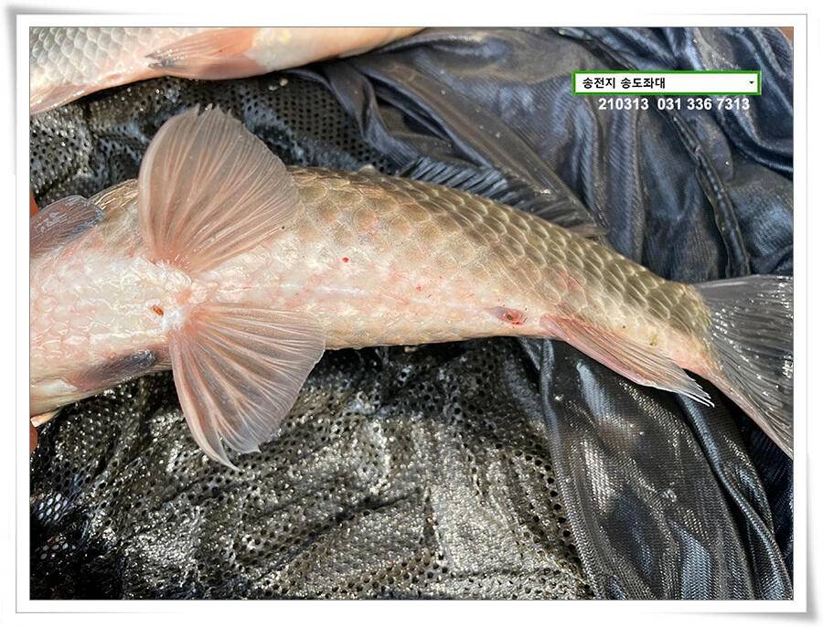 봄 붕어 제오시는 송전지 송도좌대 조황 (유료터정보 - 유료터점주조황)