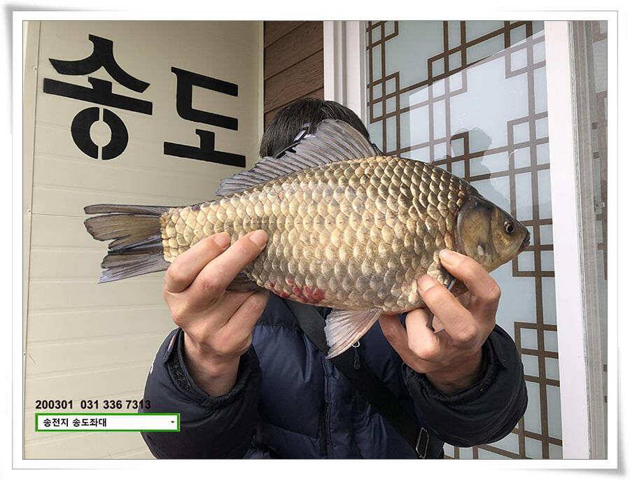 연이은 덩어리 송전지 송도좌대 조황 (유료터정보 - 유료터점주조황)