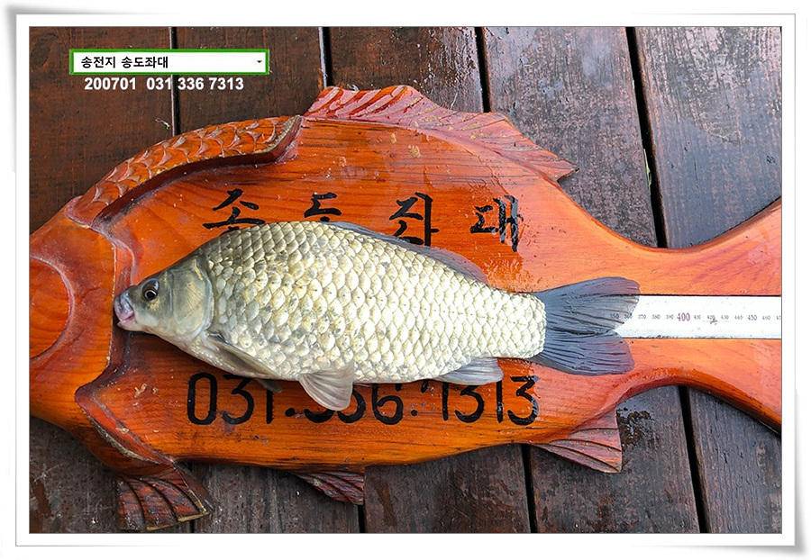 미약한 오름 송전지 송도좌대 조황 (유료터정보 - 유료터점주조황)