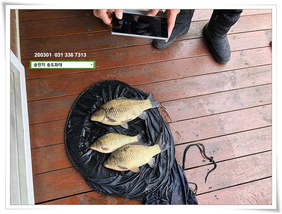 연이은 덩어리 송전지 송도좌대 조황 (유료터정보 - 유료터점주조황)