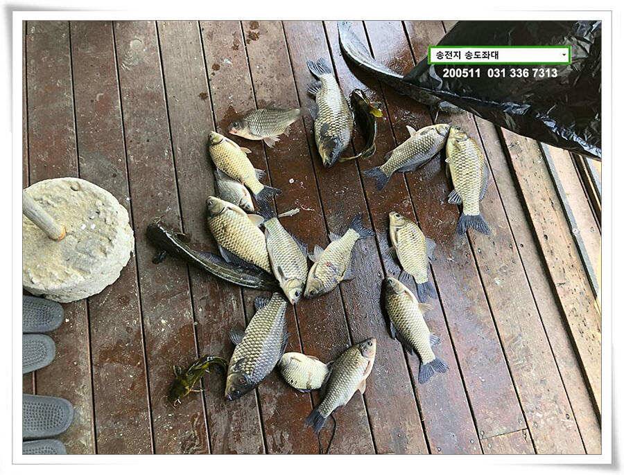 송전지 송전낚시터 송도집 좌대 조황 (유료터정보 - 유료터점주조황)