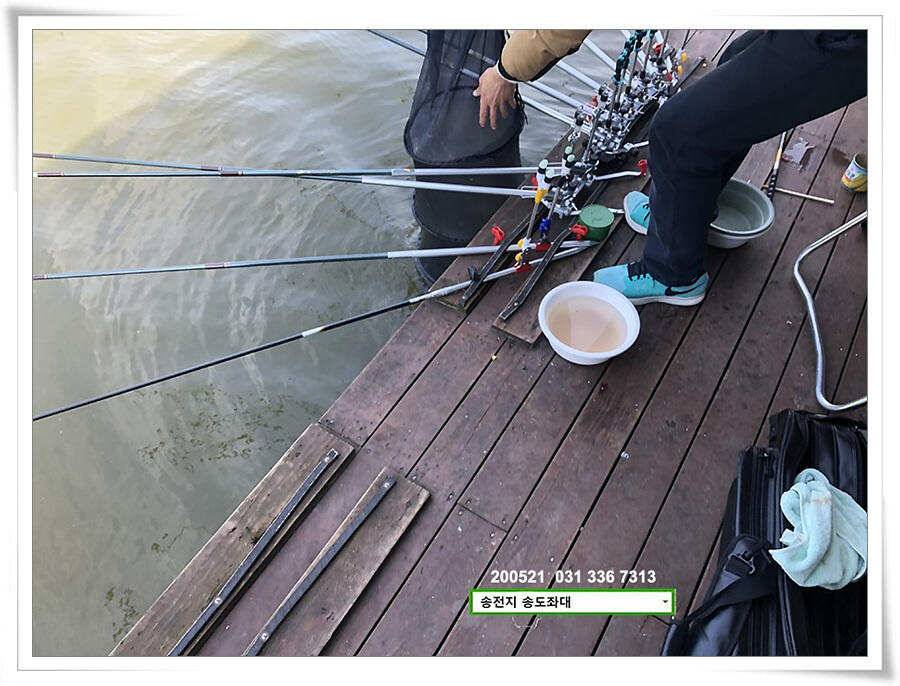 마릿수 보인 송전지 송도좌대 조황 (유료터정보 - 유료터점주조황)