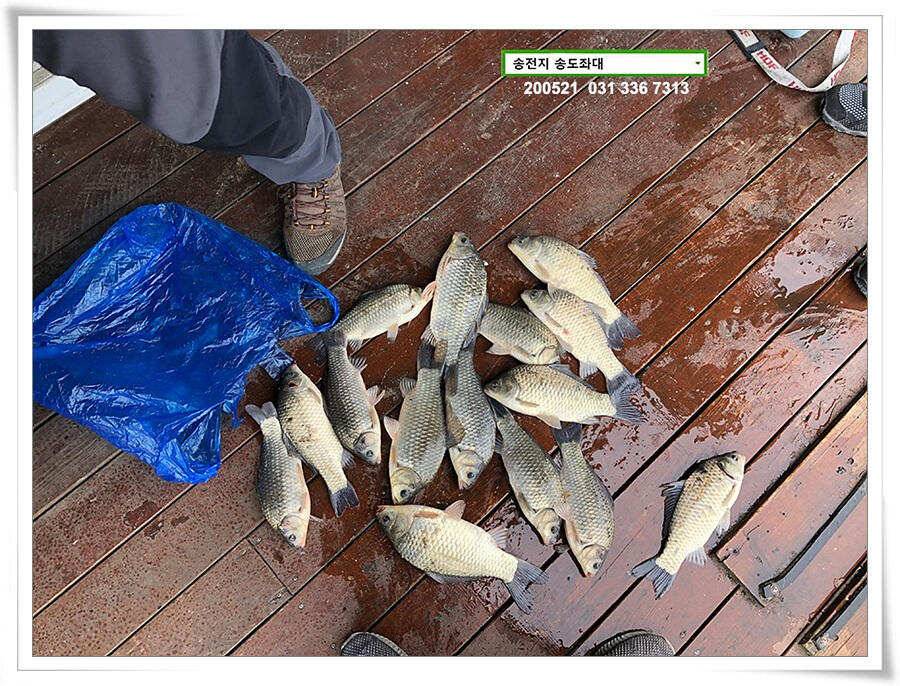 마릿수 보인 송전지 송도좌대 조황 (유료터정보 - 유료터점주조황)