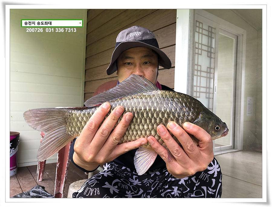 오름장에 덩어리 낚기 송전지 송도좌대 조황 (유료터정보 - 유료터점주조황)