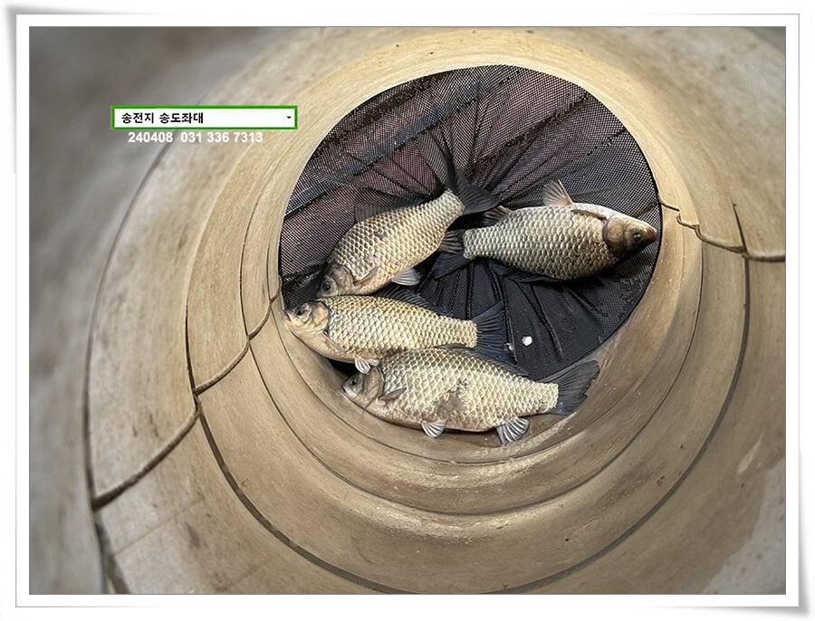 4짜 혹은 마릿수 (유료터정보 - 유료터점주조황)