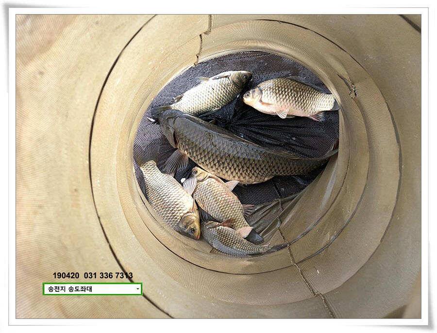 마릿수 드러낸 송도좌대 조황 (유료터정보 - 유료터점주조황)