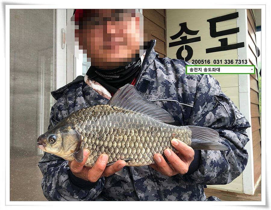 송전지 송도집 좌대 조황 (유료터정보 - 유료터점주조황)