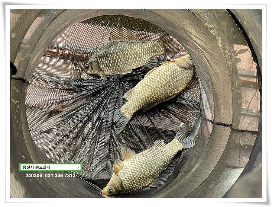 스멀스멀 봄 붕어 (유료터정보 - 유료터점주조황)