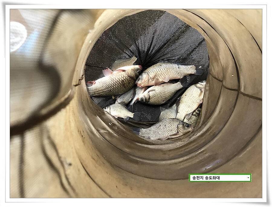 연휴기간 송전지 송도좌대 송전낚시터 조황 (유료터정보 - 유료터점주조황)