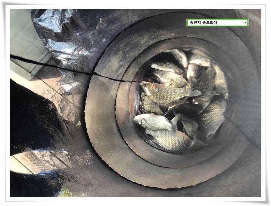 연휴기간 송전지 송도좌대 송전낚시터 조황 (유료터정보 - 유료터점주조황)