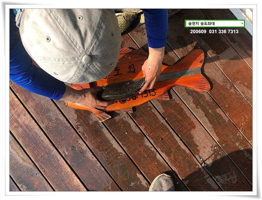 송전지 송도좌대 조황 (유료터정보 - 유료터점주조황)