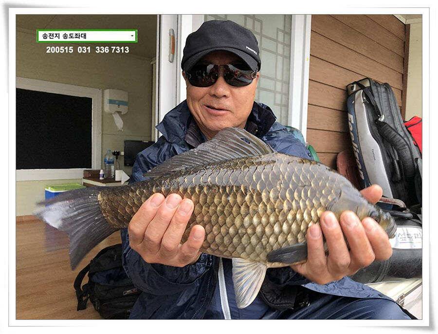 42cm송전지 송도집 좌대 조황 (유료터정보 - 유료터점주조황)